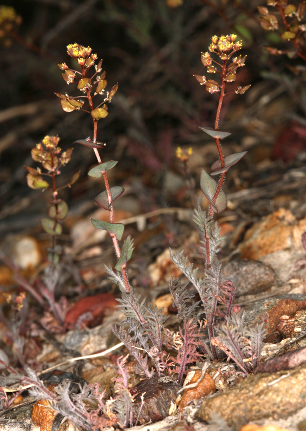 Image of clasping pepperweed