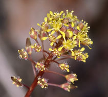 Image of clasping pepperweed