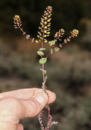 Image of clasping pepperweed