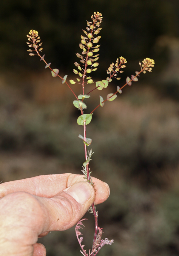 Image of clasping pepperweed