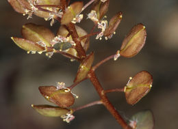 Image of clasping pepperweed