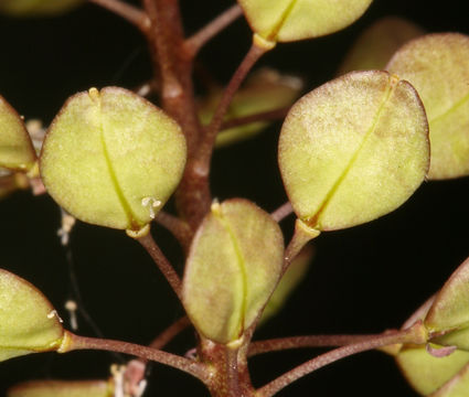 Image of clasping pepperweed