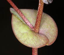 Image of clasping pepperweed