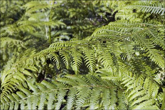 Image of Bracken