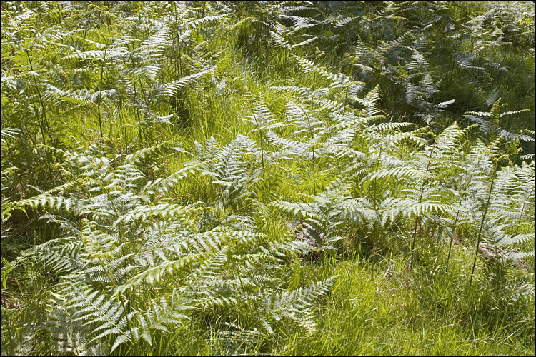 Image of Bracken