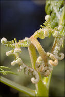 Image of Bracken