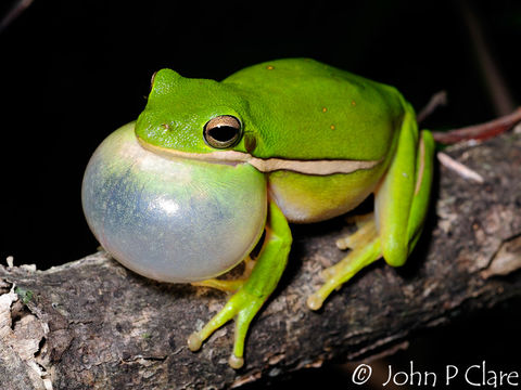 Image of <i>Hyla cinerea</i>