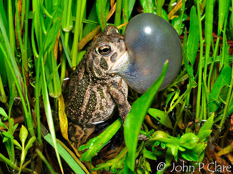 Image of Great Plains Toad