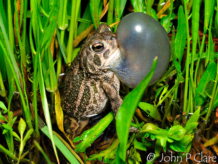 Image of Great Plains Toad