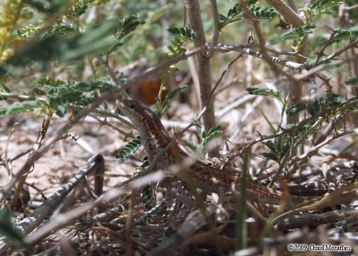 Image of Snake-eyed lizard