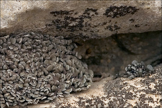 Image of pulvinate chalice lichen