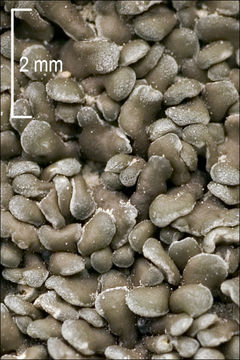 Image of pulvinate chalice lichen