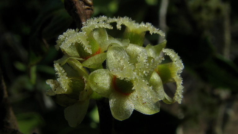 Sivun Chaetocarpus echinocarpus (Baill.) Ducke kuva