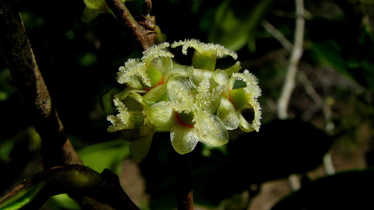 Sivun Chaetocarpus echinocarpus (Baill.) Ducke kuva