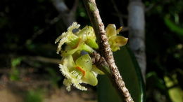 Image of Chaetocarpus echinocarpus (Baill.) Ducke