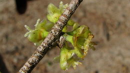 Image of Chaetocarpus echinocarpus (Baill.) Ducke