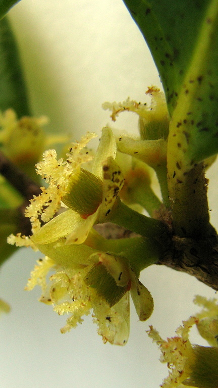 صورة Chaetocarpus echinocarpus (Baill.) Ducke