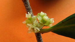 صورة Chaetocarpus echinocarpus (Baill.) Ducke