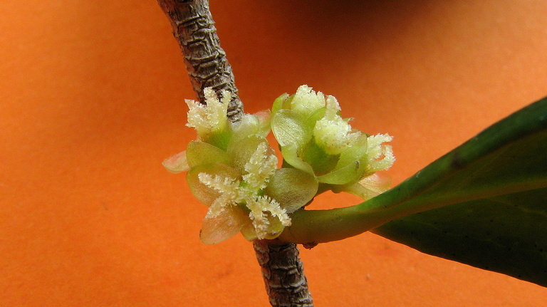 صورة Chaetocarpus echinocarpus (Baill.) Ducke