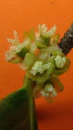 صورة Chaetocarpus echinocarpus (Baill.) Ducke