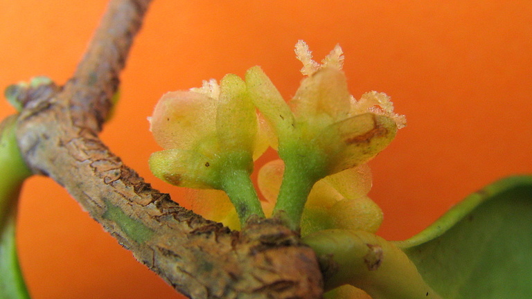 صورة Chaetocarpus echinocarpus (Baill.) Ducke