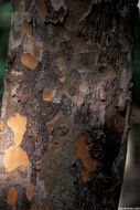 Image of Florida poisontree