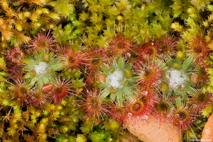 Image de Drosera echinoblastus N. Marchant & Lowrie