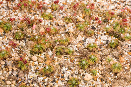 Image of Drosera hyperostigma N. Marchant & Lowrie