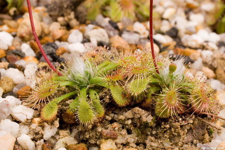 Image of Drosera hyperostigma N. Marchant & Lowrie