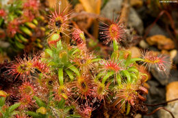 Image of Drosera lasiantha Lowrie & Carlquist