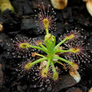 Image of Drosera lasiantha Lowrie & Carlquist