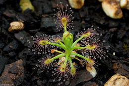 Image of Drosera lasiantha Lowrie & Carlquist