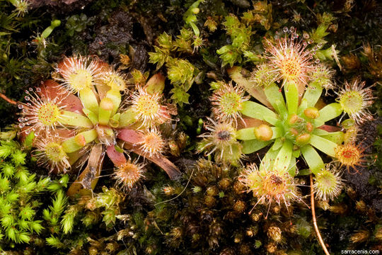 Image de Drosera pulchella Lehm.