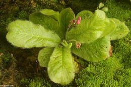 Image of Sundew