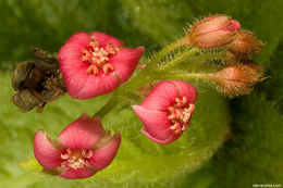 Image of Sundew