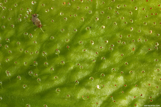 Image of Sundew