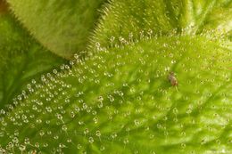 Image of Sundew