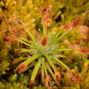 Image of <i>Drosera silvicola</i>