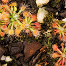 Imagem de Drosera walyunga N. Marchant & Lowrie