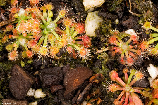 Image of Drosera walyunga N. Marchant & Lowrie