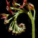 Image of Drosera adelae F. Muell.