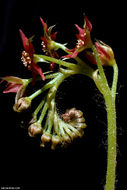 Image of Drosera adelae F. Muell.