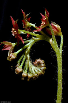 Image of Drosera adelae F. Muell.