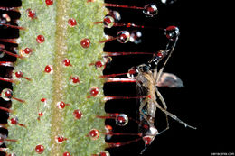 Image of Drosera adelae F. Muell.