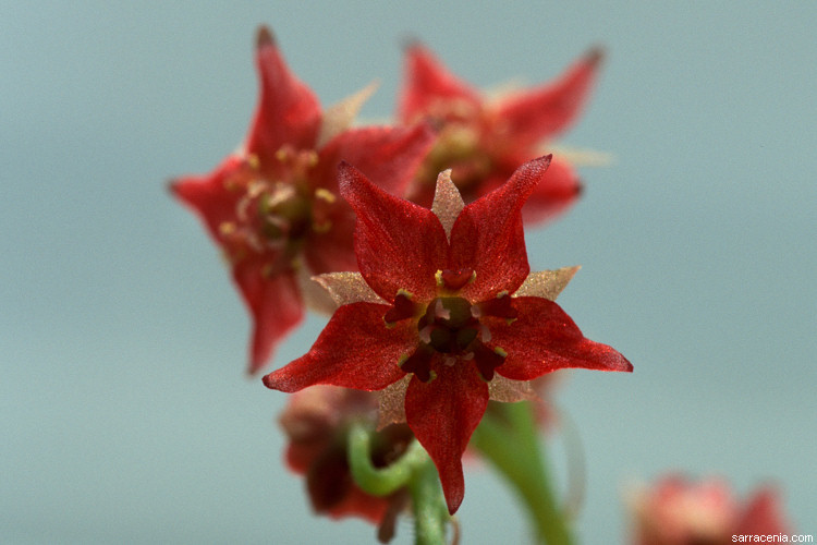 Image of Drosera adelae F. Muell.