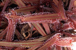 Image of Drosera adelae F. Muell.