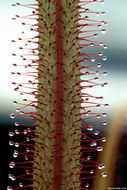 Image of Drosera adelae F. Muell.