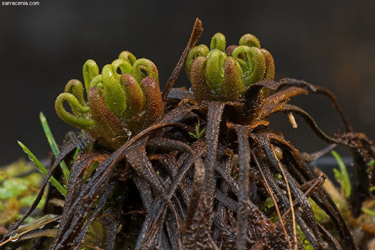 صورة Drosera anglica Huds.