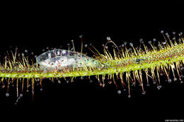 Image of Drosera binata Labill.