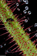 Image of Drosera binata Labill.